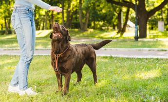 Adestramento de Cães