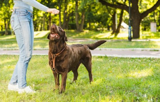 Adestramento de Cães